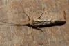Limnephilus sp.